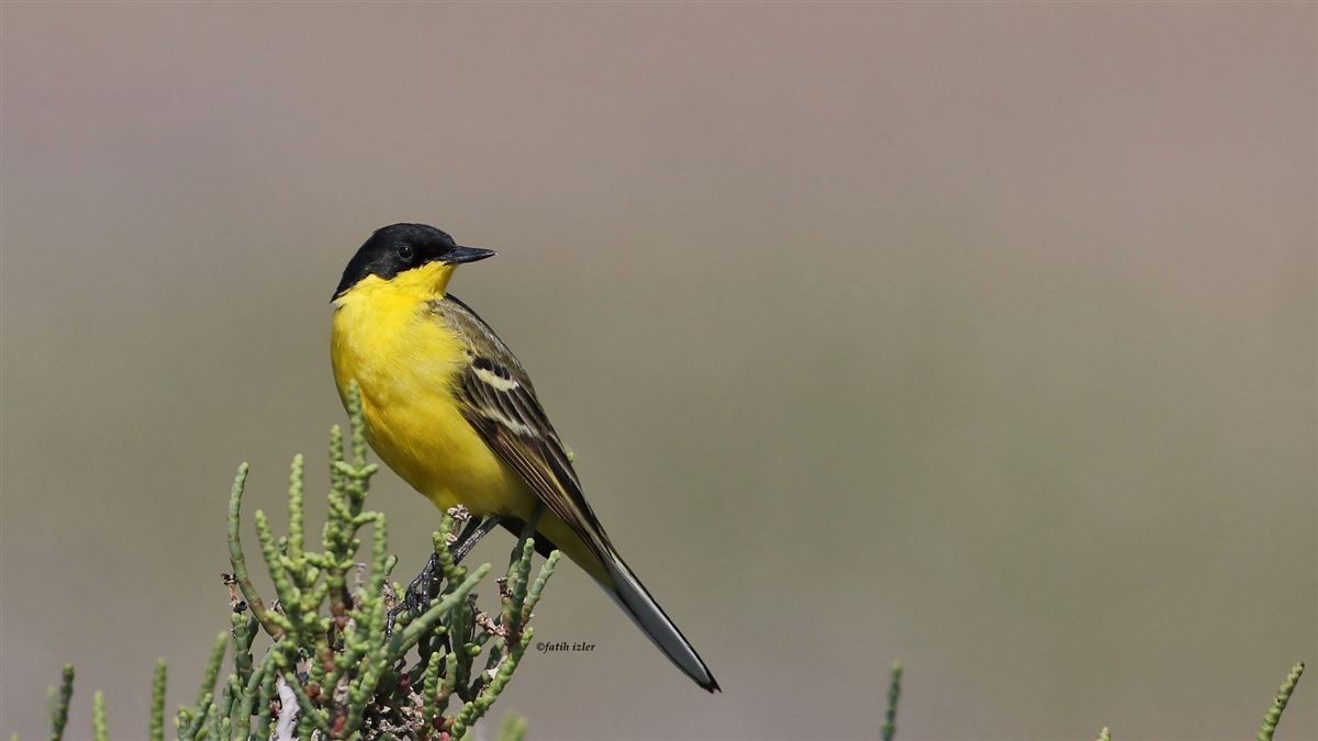 Western Yellow Wagtail