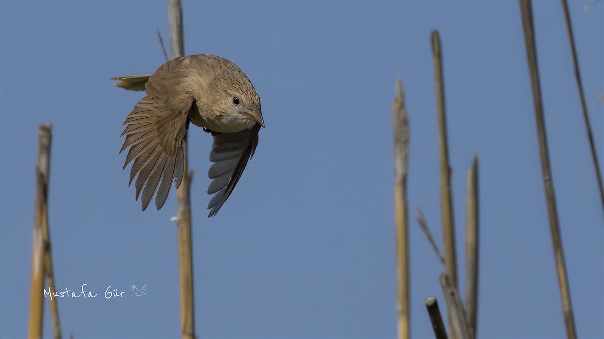 Iraq Babbler