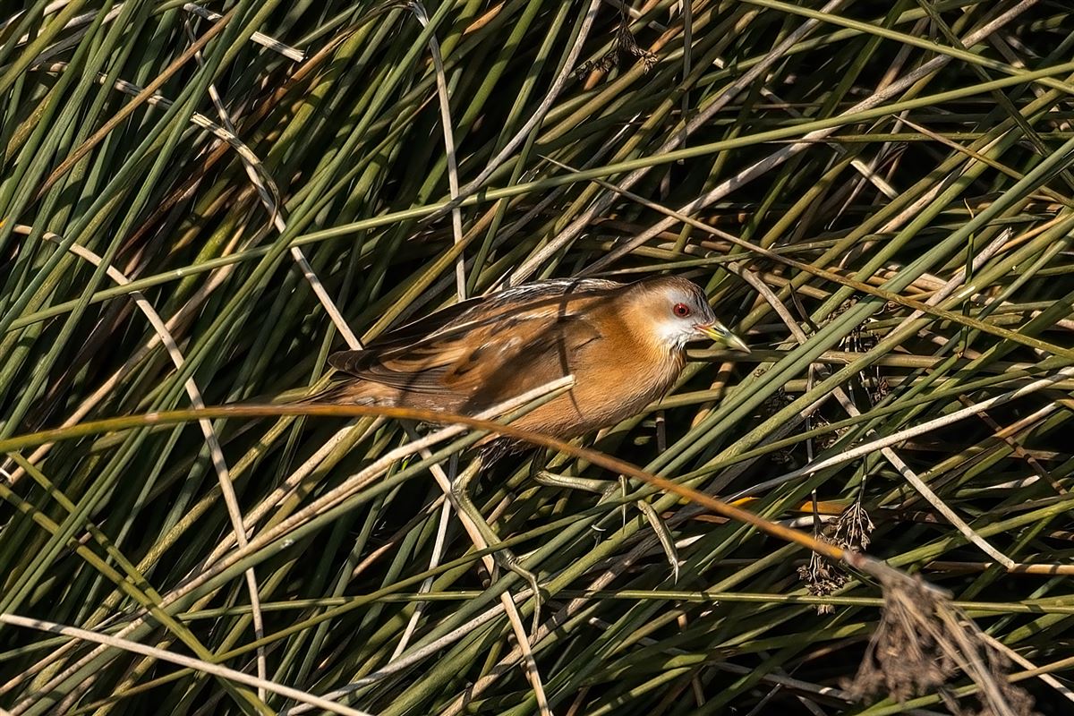 Little Crake