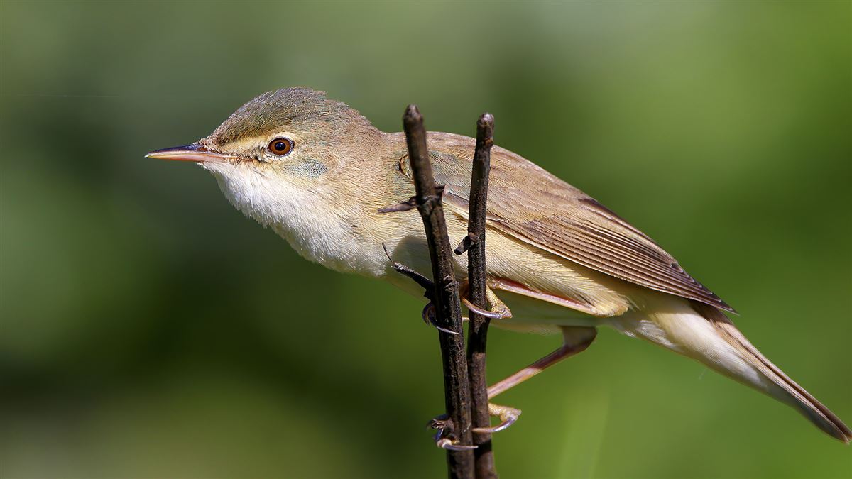 Common Reed Warbler