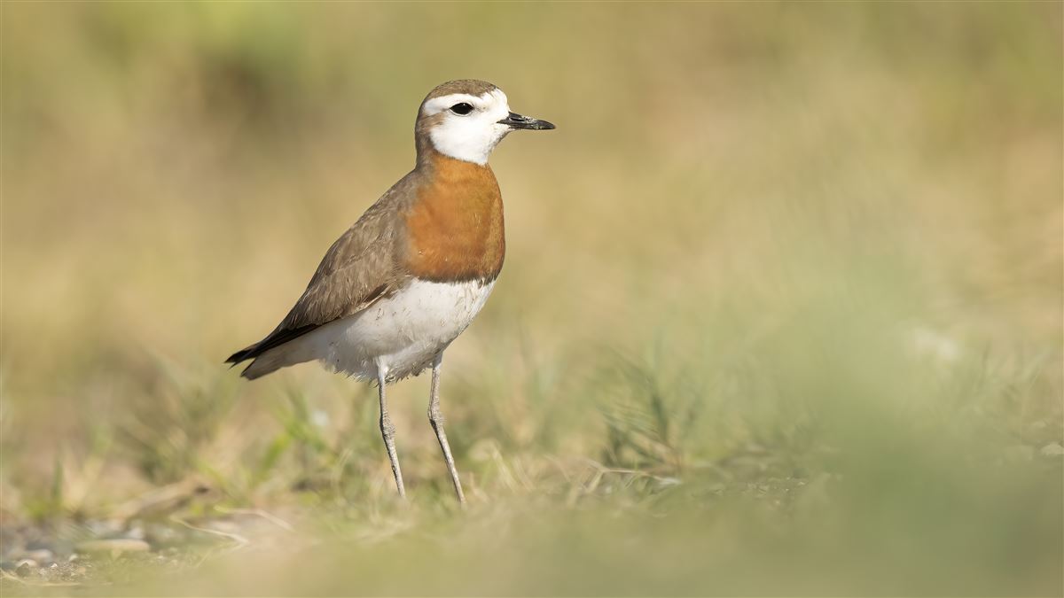 Caspian Plover