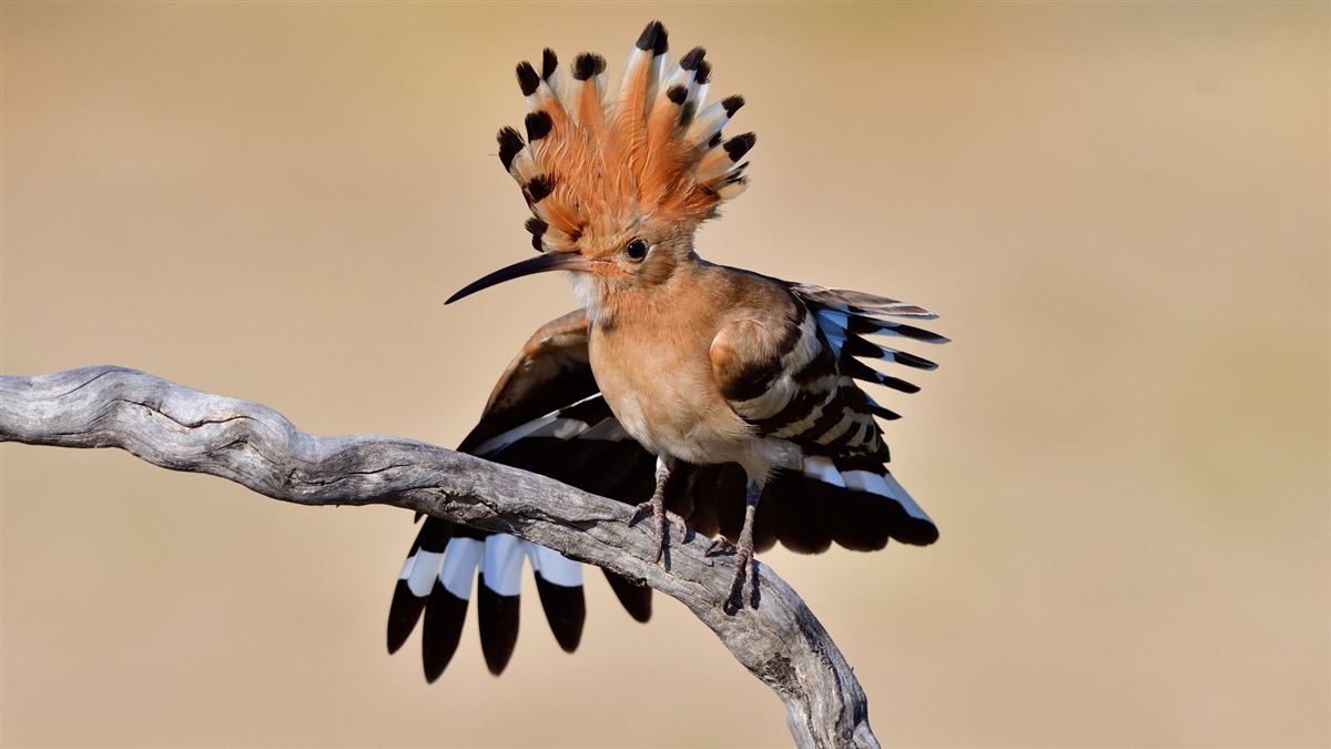 Common Hoopoe