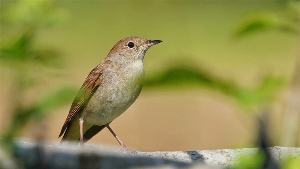 Common Nightingale
