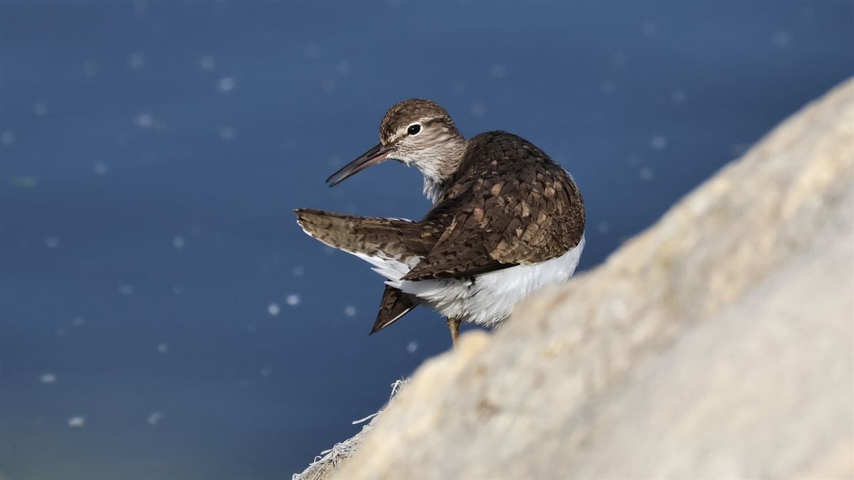 Common Sandpiper