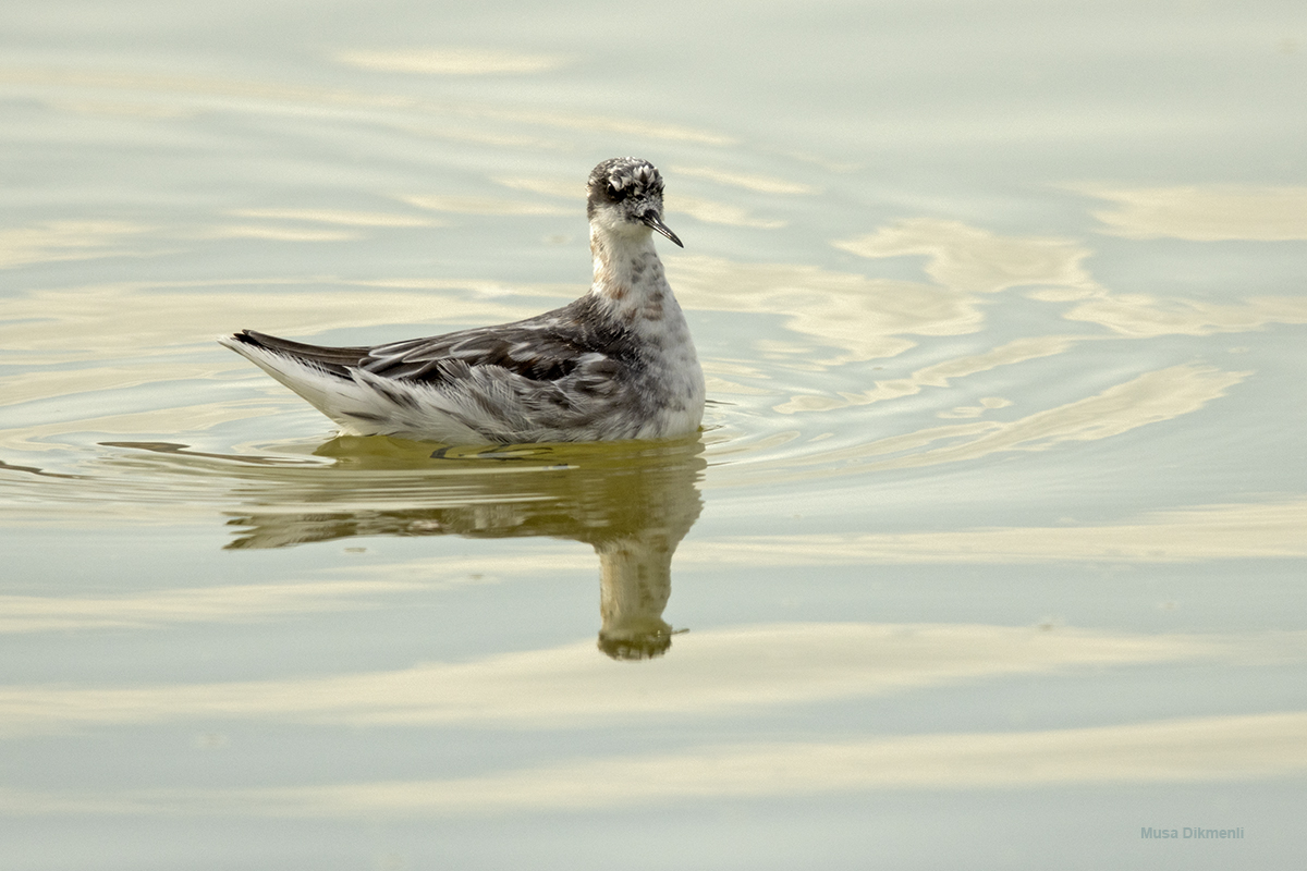 Red-necked Phalarope