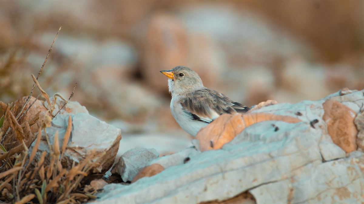 White-winged Snowfinch