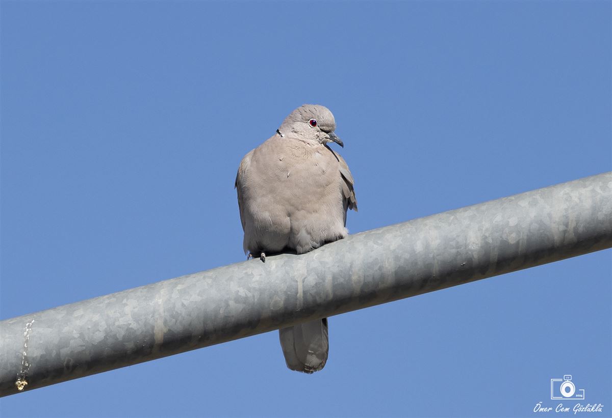 Eurasian Collared Dove