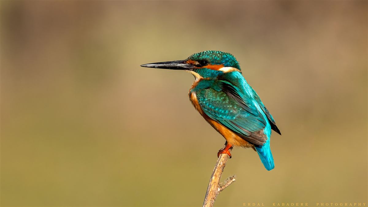 Common Kingfisher