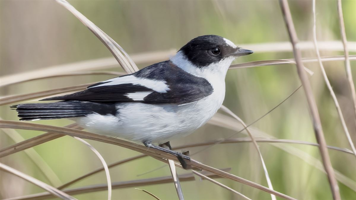 Collared Flycatcher