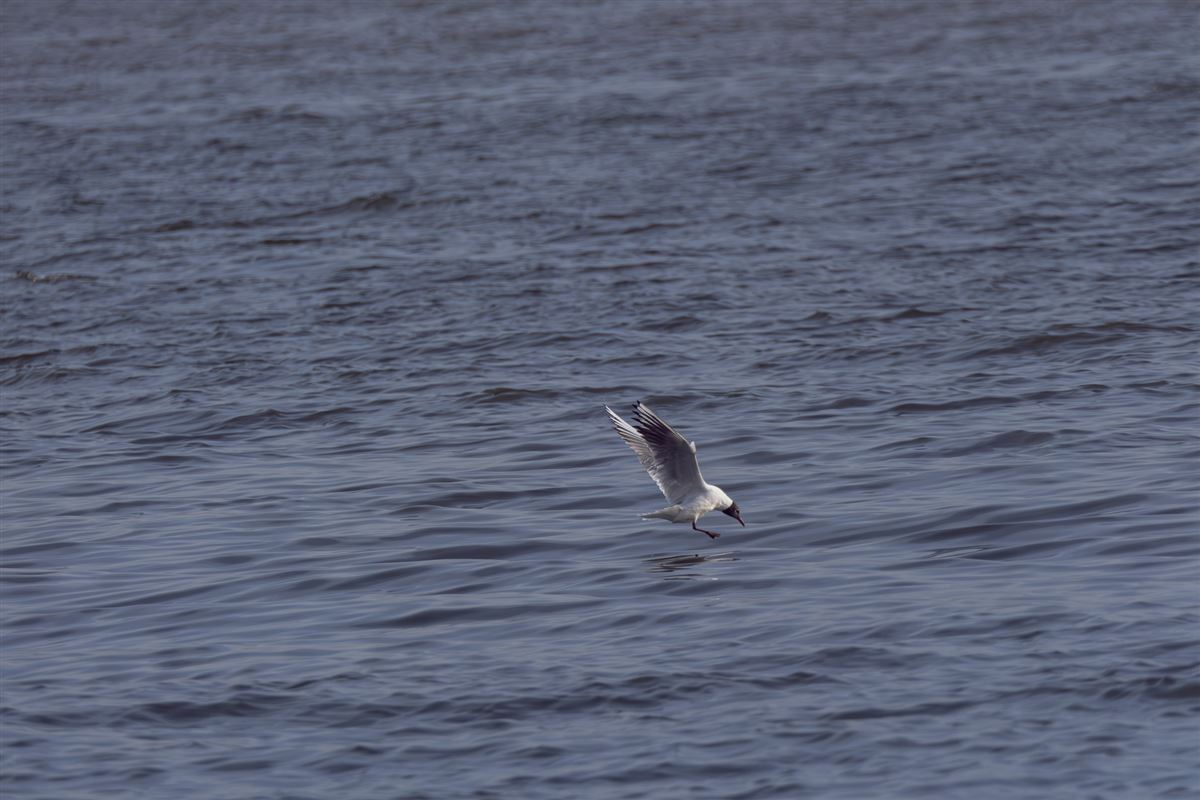 Black-headed Gull