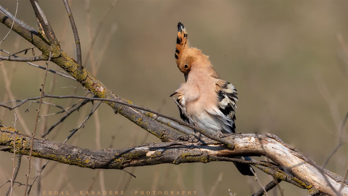 Common Hoopoe