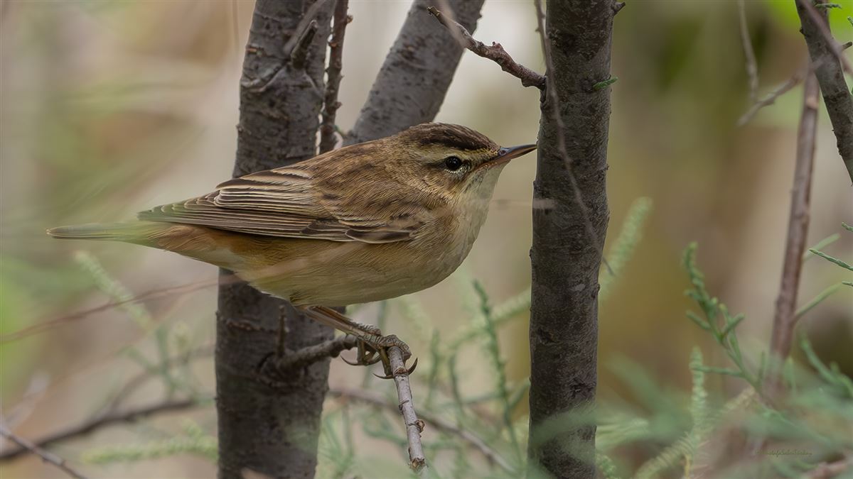 Sedge Warbler