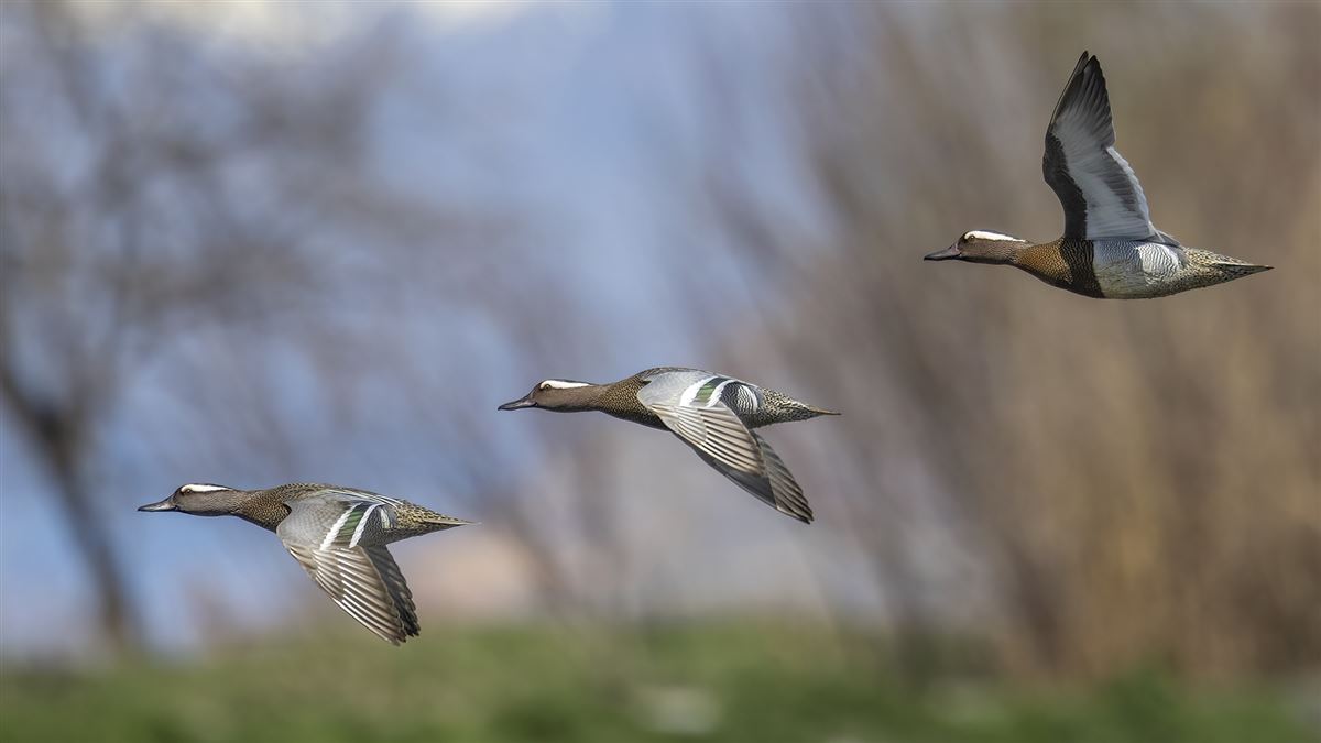 Garganey