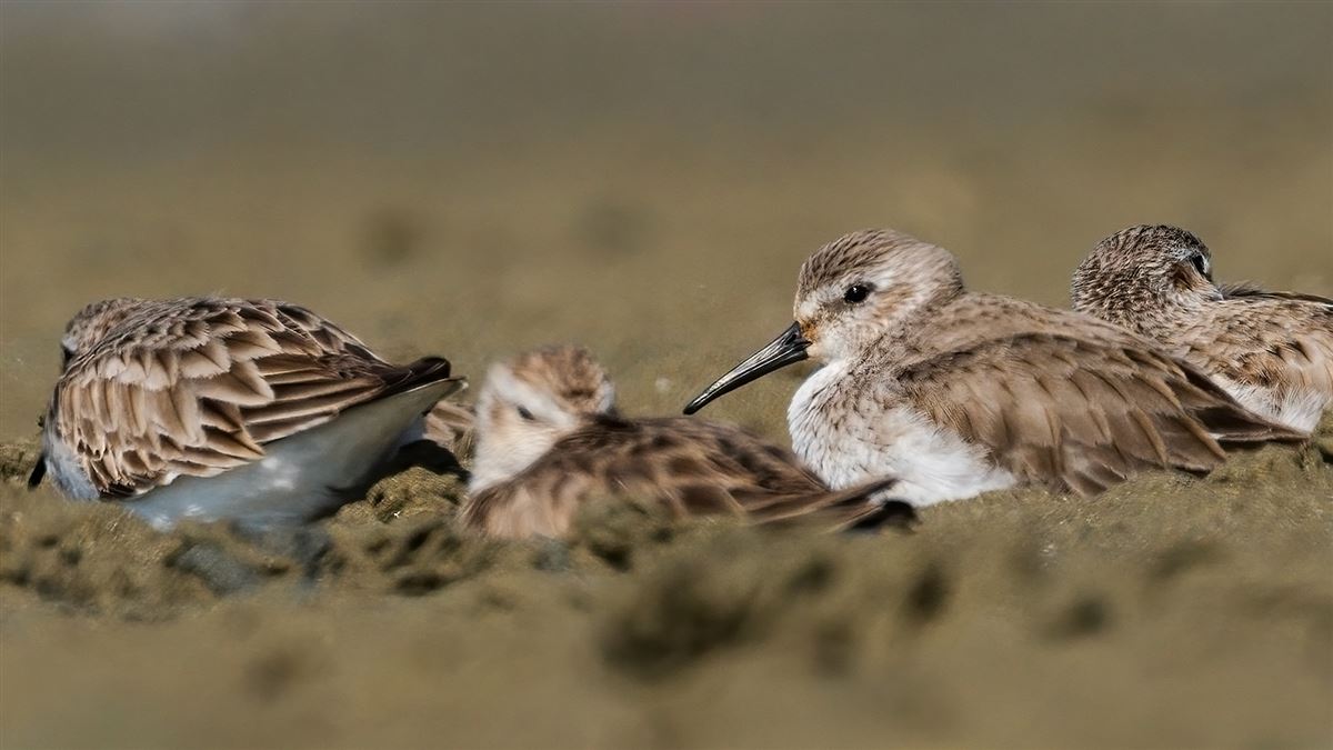 Dunlin