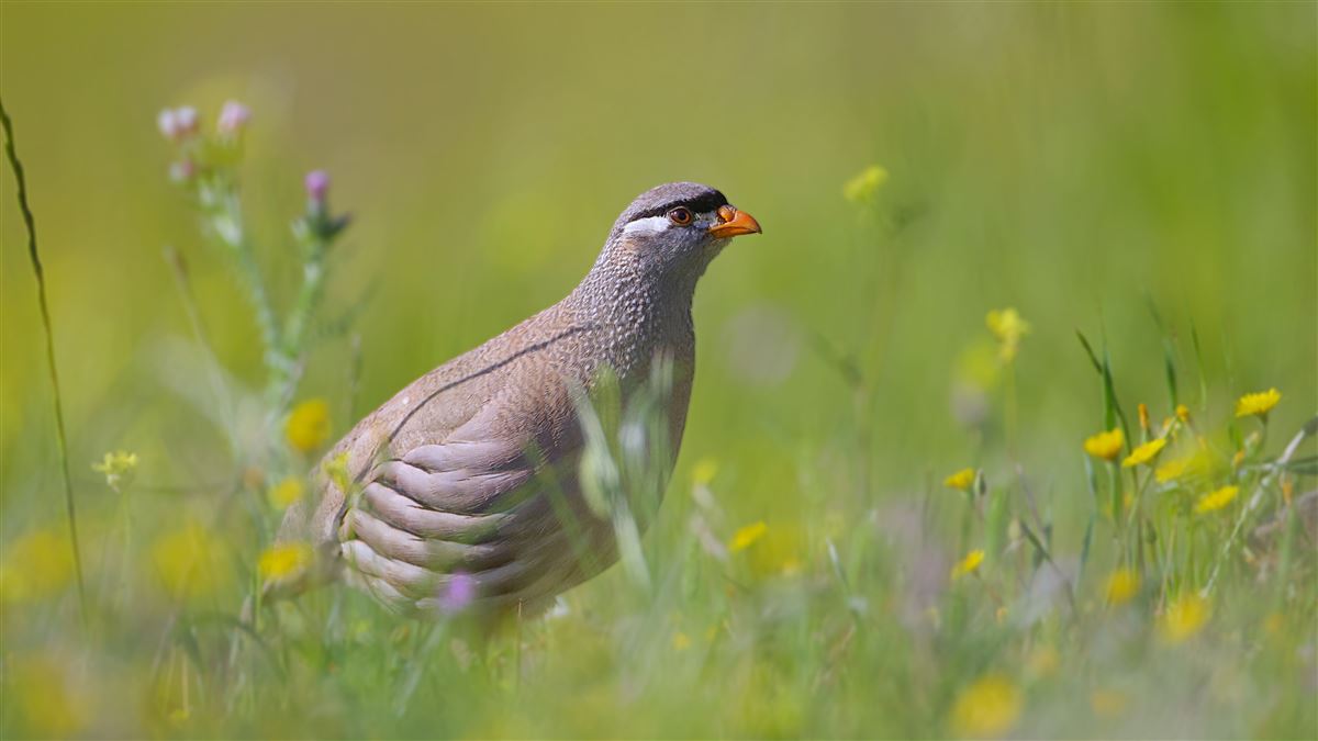 See-see Partridge