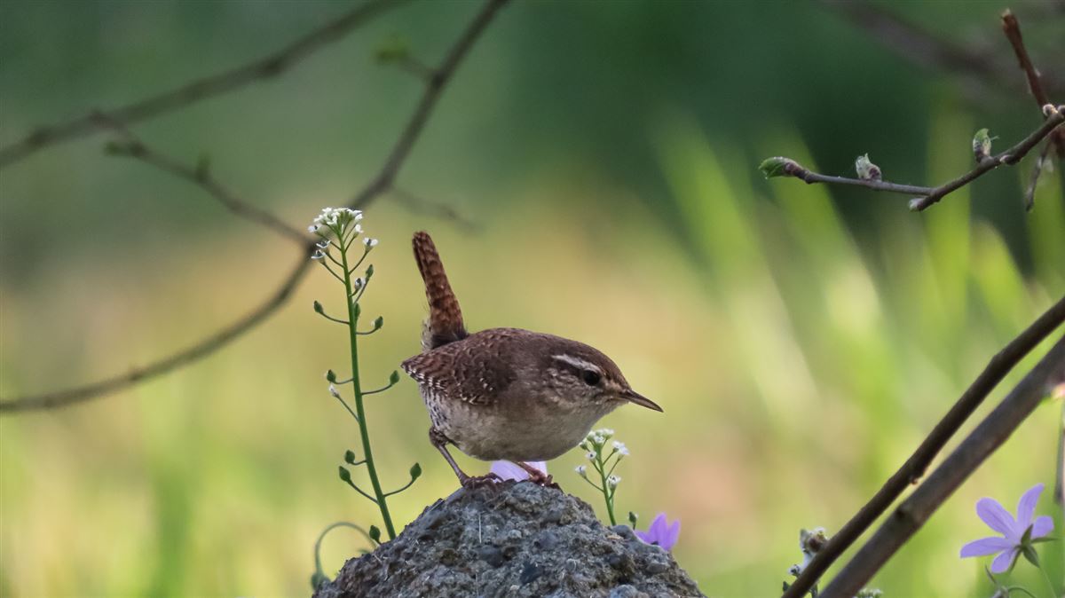 Eurasian Wren