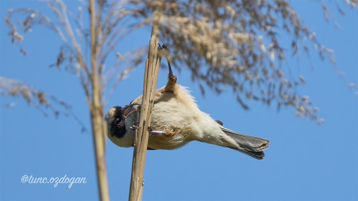 Eurasian Penduline Tit