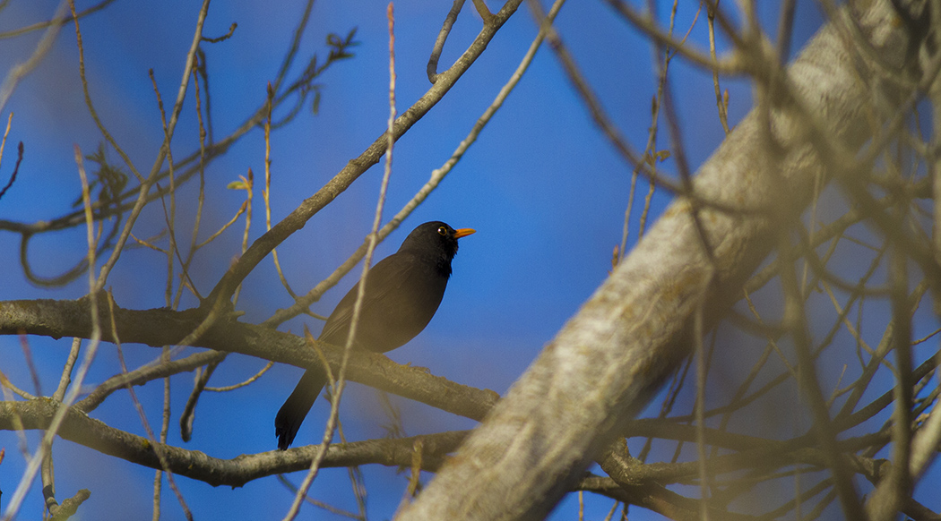 Common Blackbird