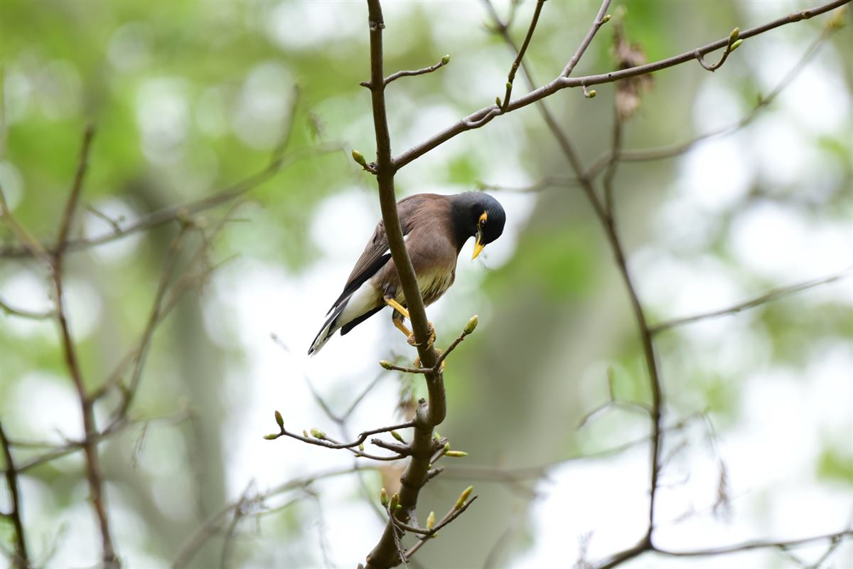 Common Myna