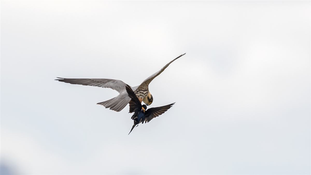 Eurasian Hobby