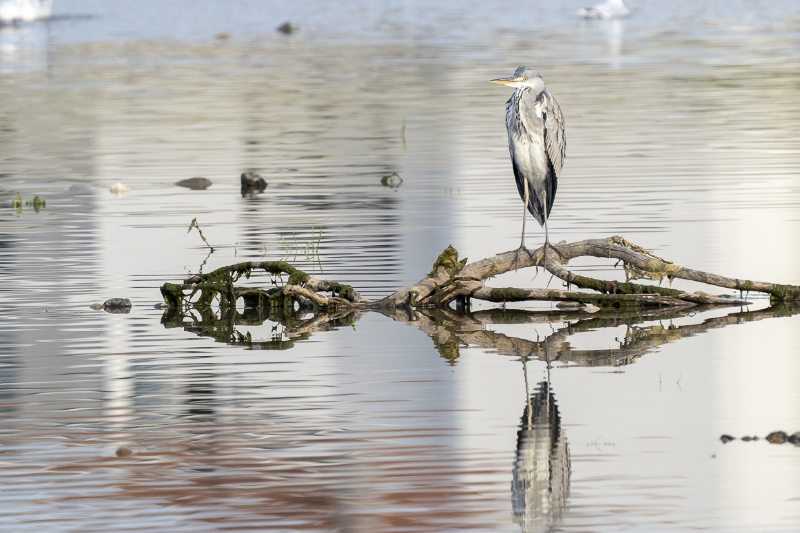 Grey Heron