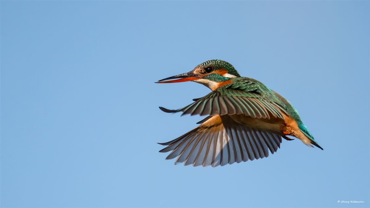 Common Kingfisher