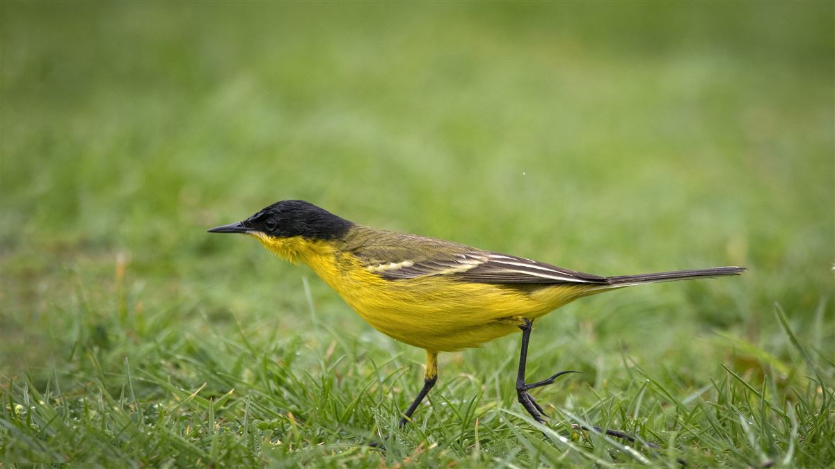 Western Yellow Wagtail