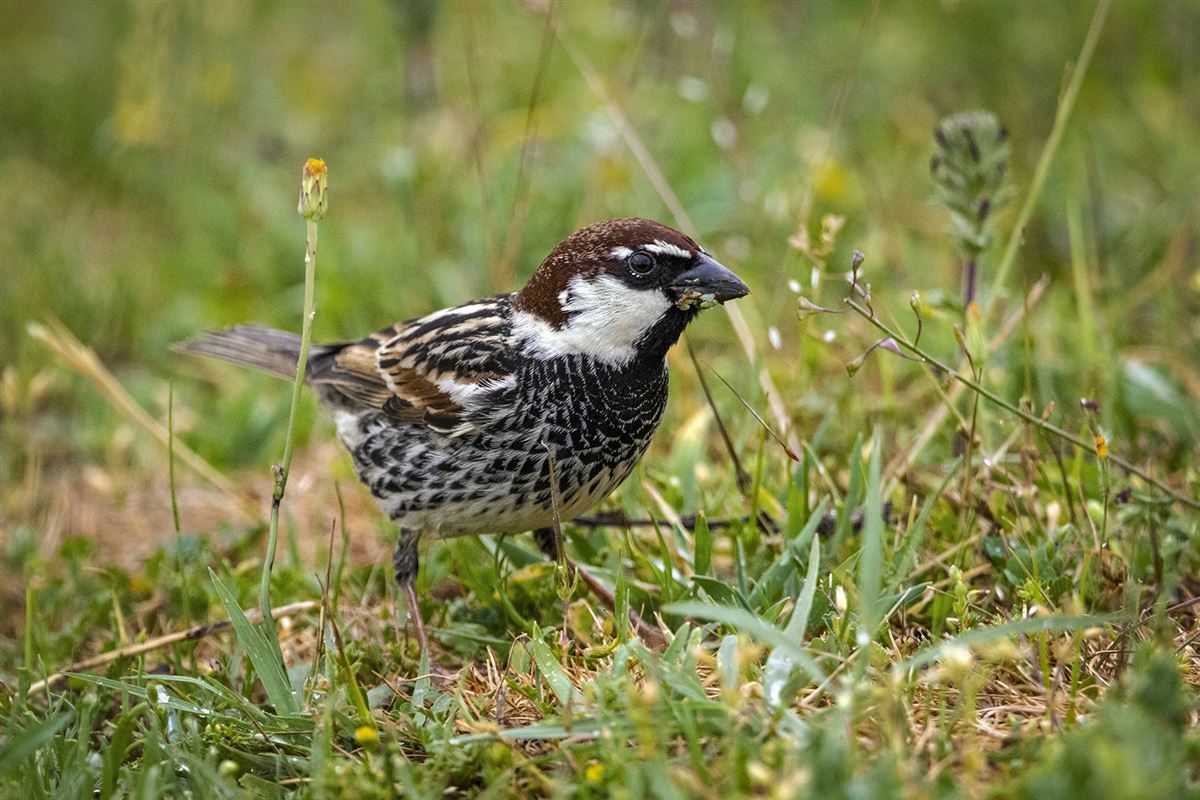 Spanish Sparrow