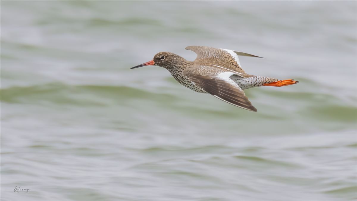 Common Redshank