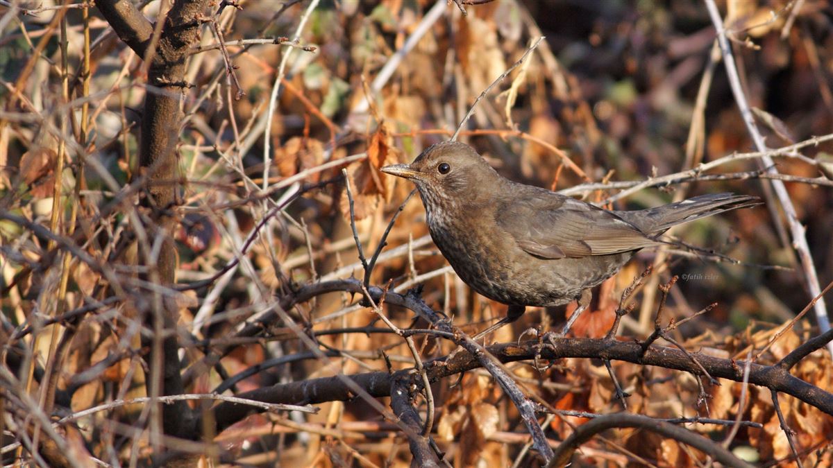 Common Blackbird