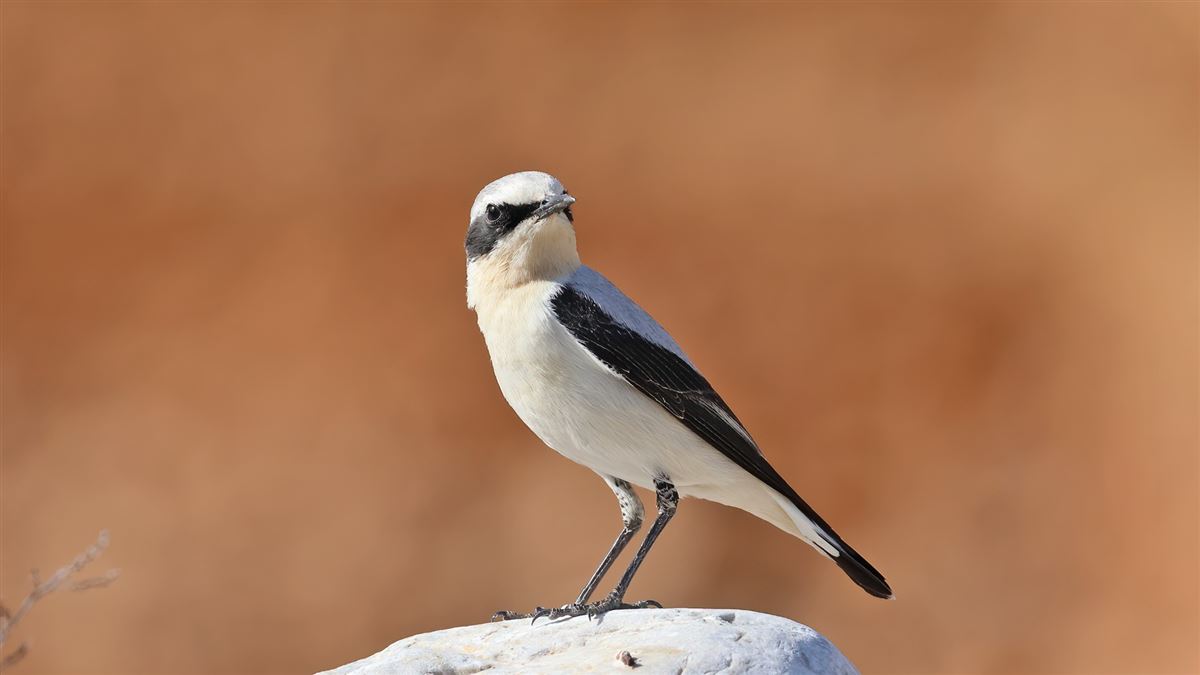 Northern Wheatear