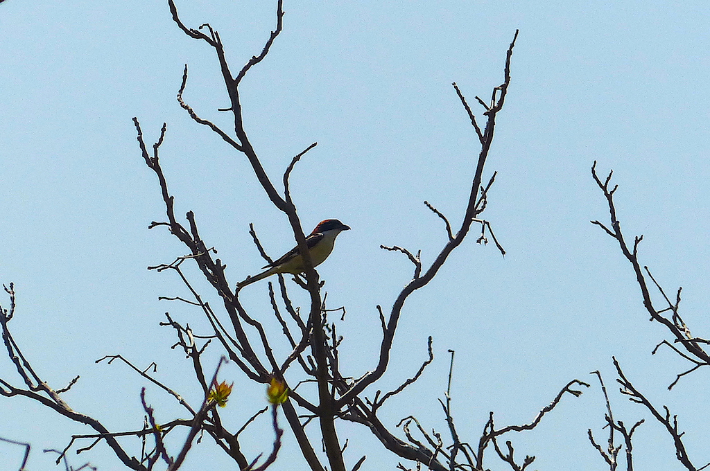 Woodchat Shrike