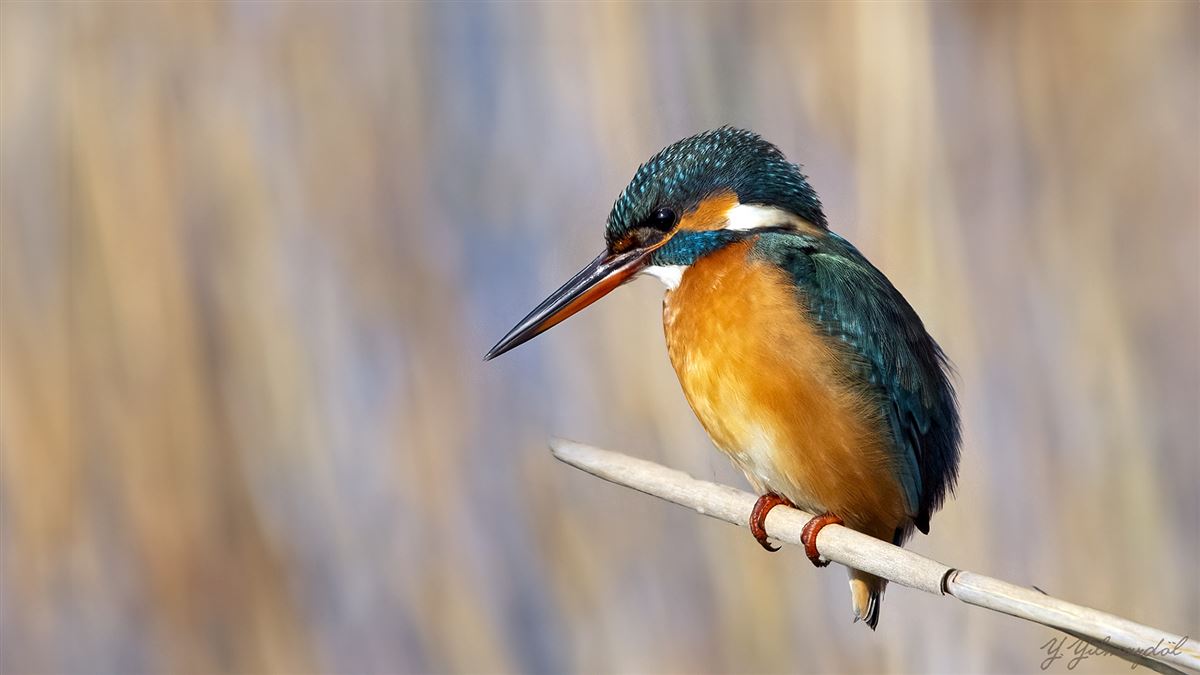Common Kingfisher