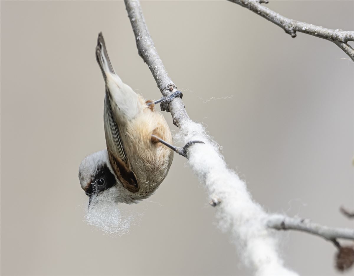 Eurasian Penduline Tit
