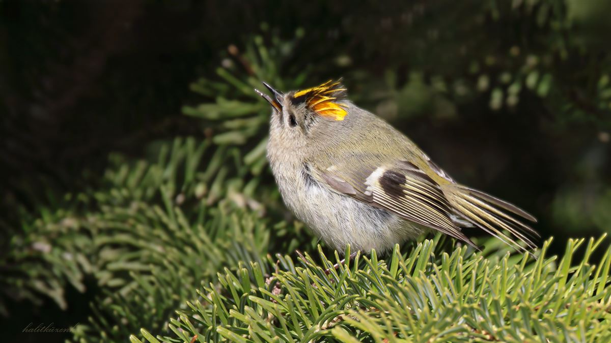 Goldcrest