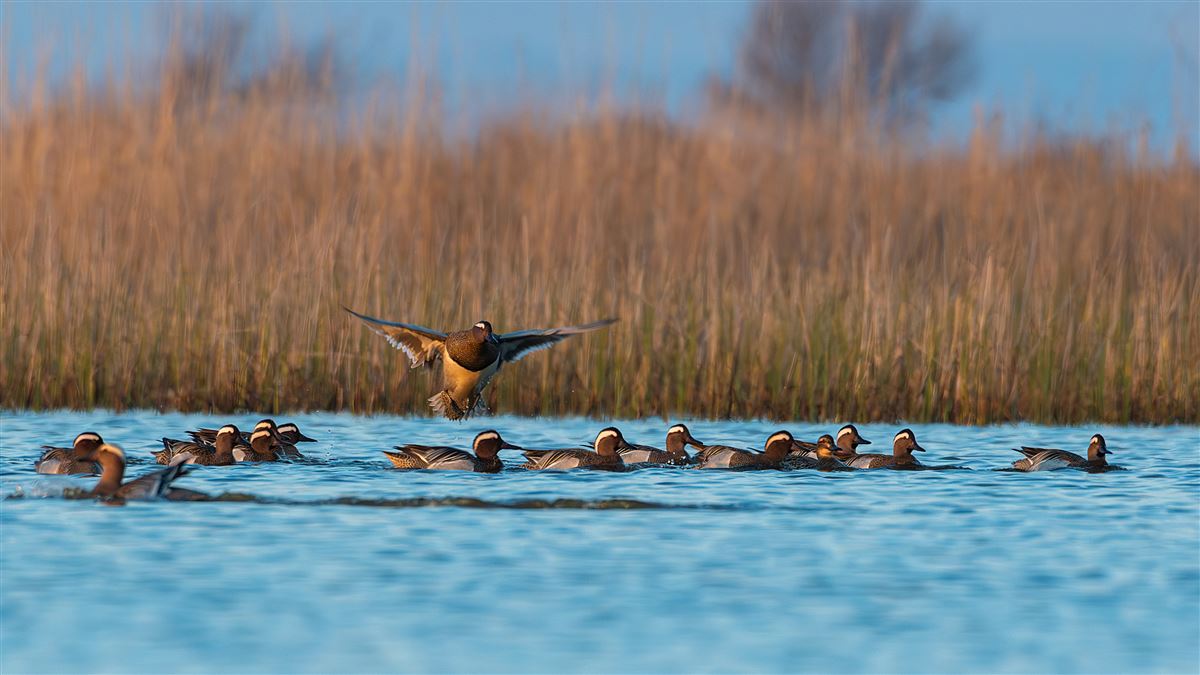 Garganey