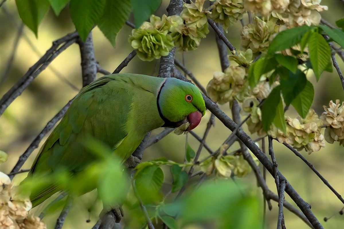 Rose-ringed Parakeet