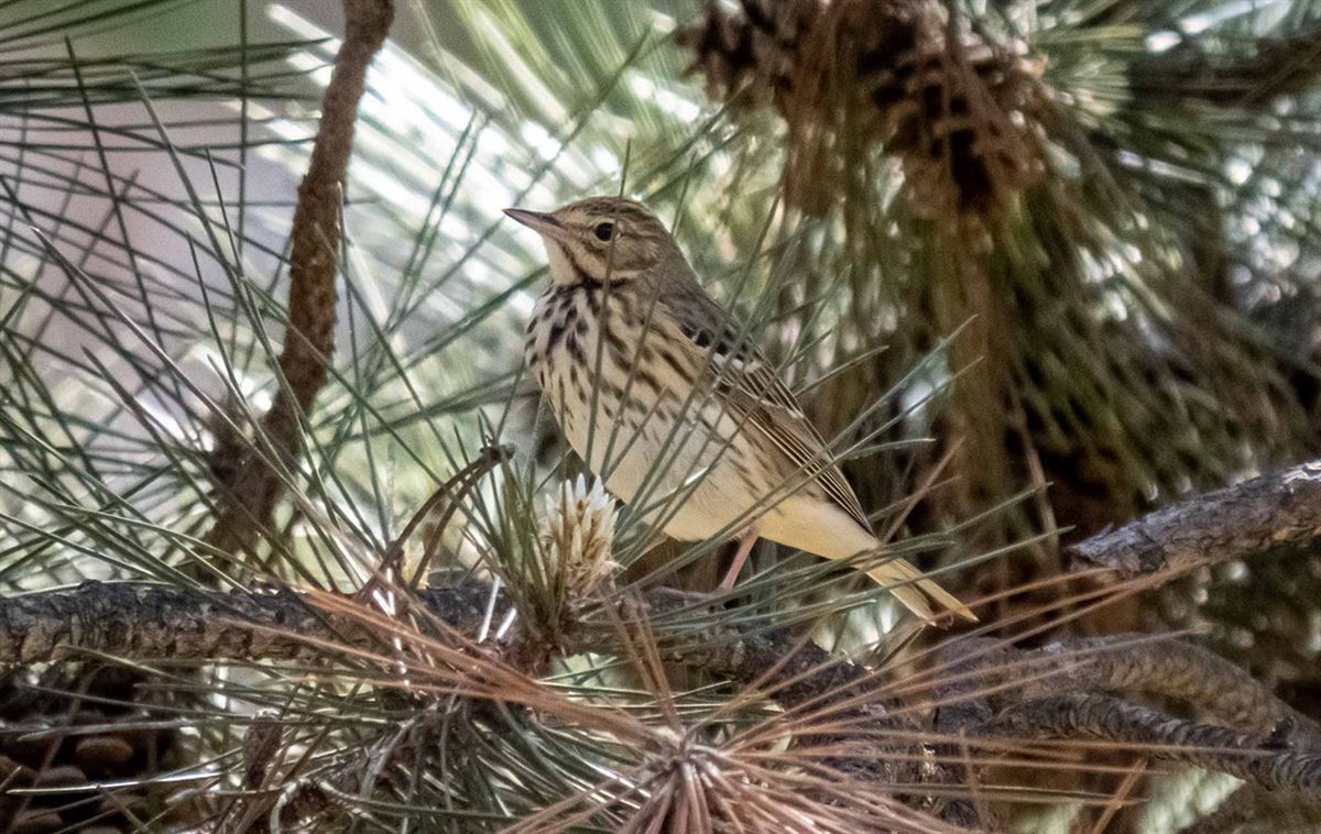 Tree Pipit