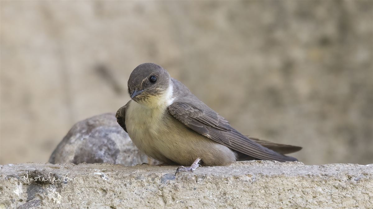 Eurasian Crag Martin