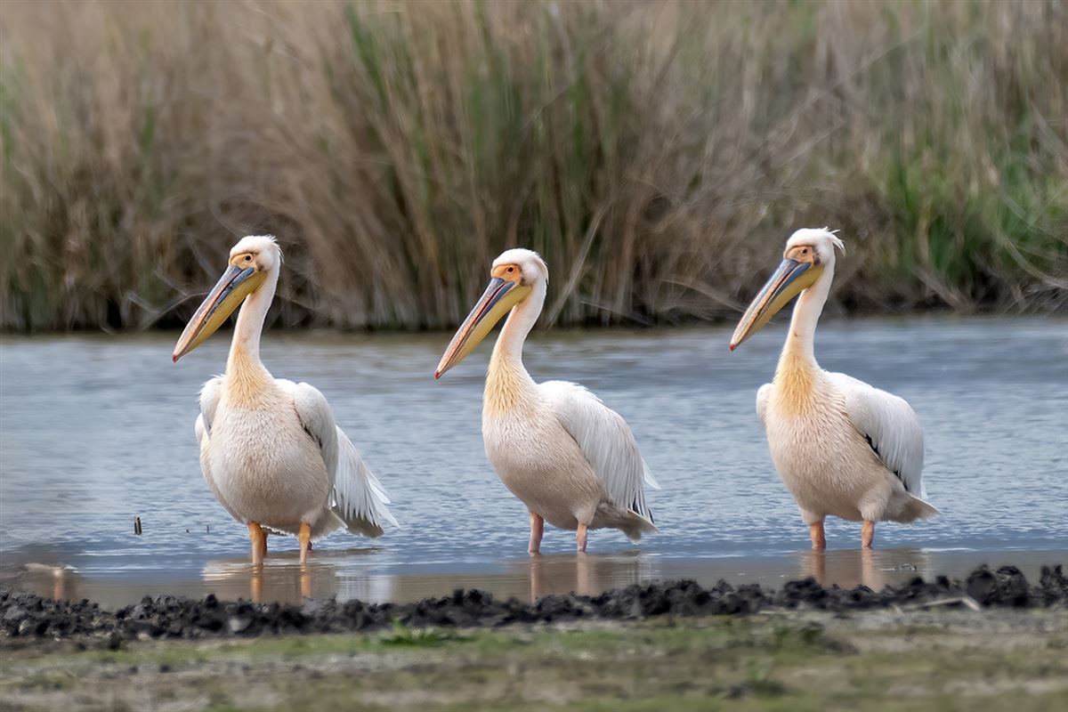 Great White Pelican