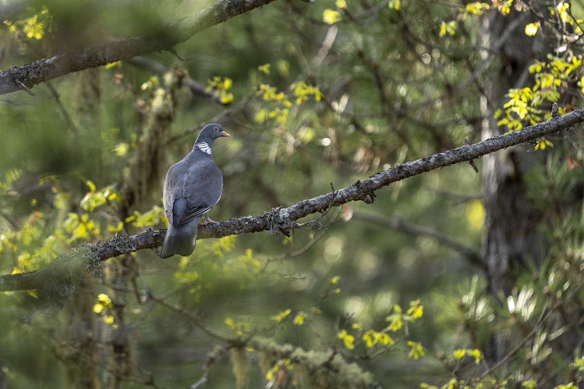 Common Wood Pigeon