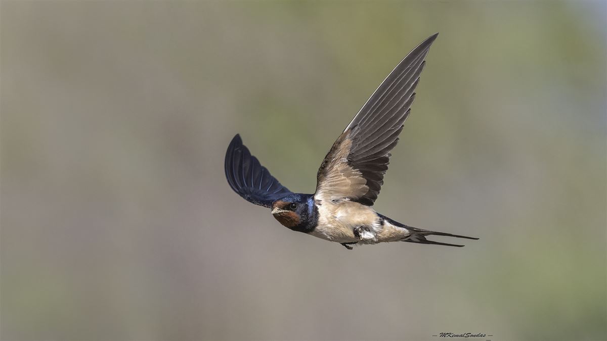 Barn Swallow