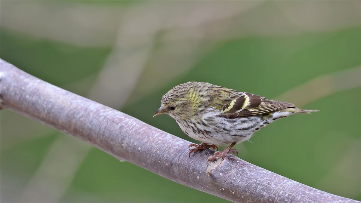 Eurasian Siskin