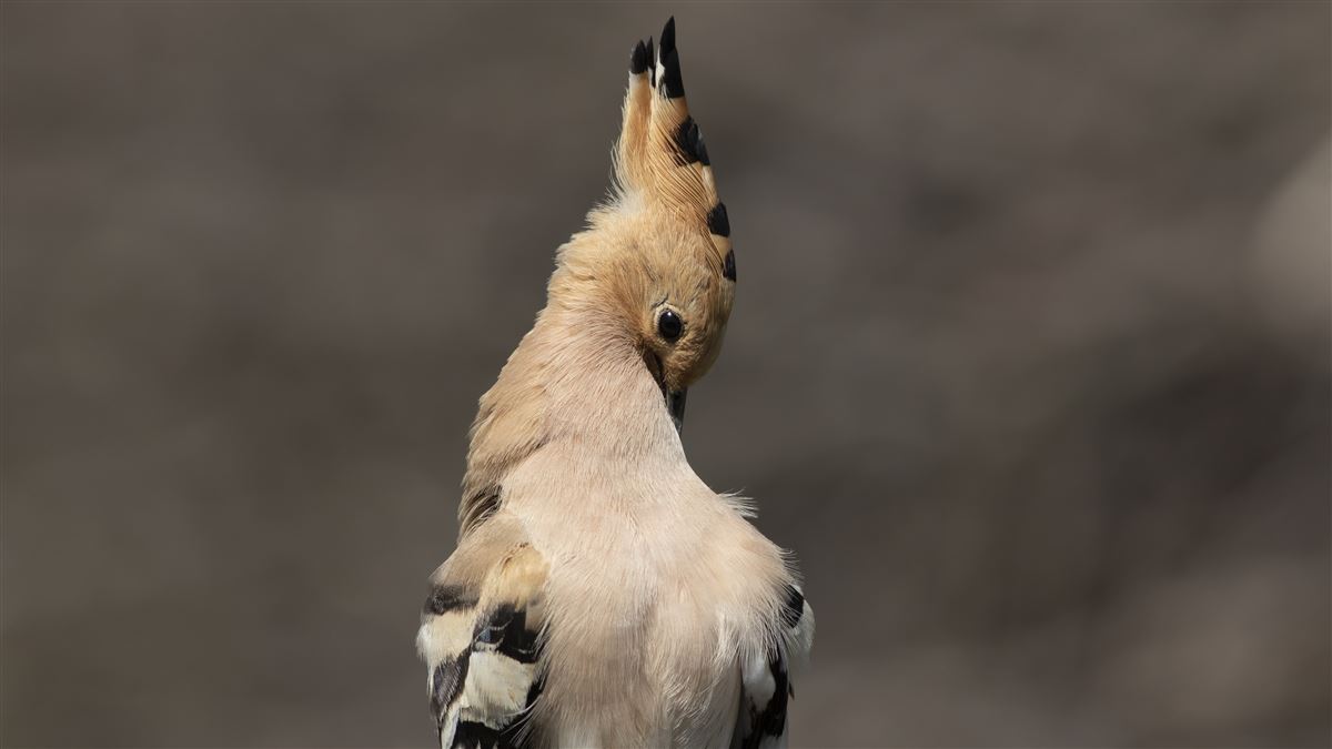 Common Hoopoe