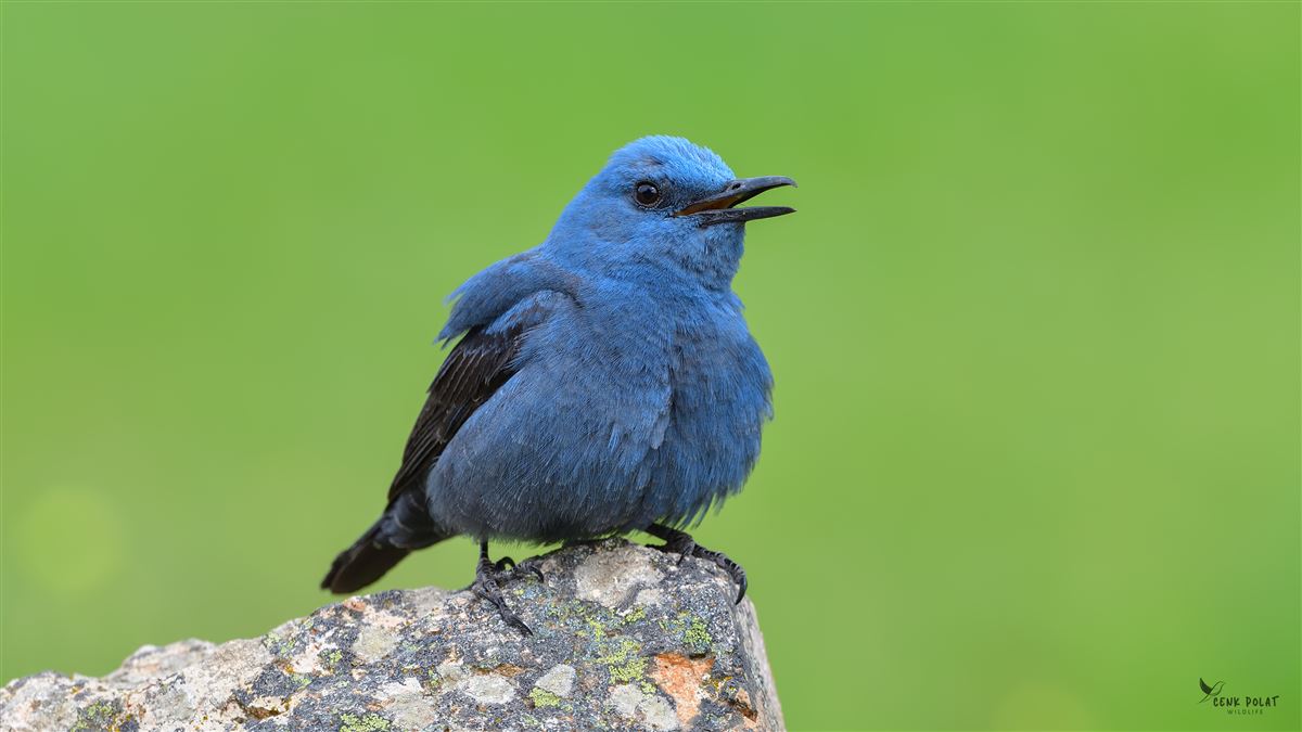 Blue Rock Thrush