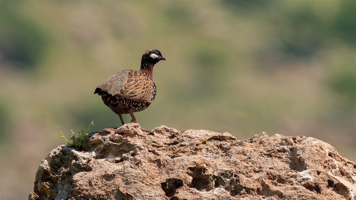 Black Francolin