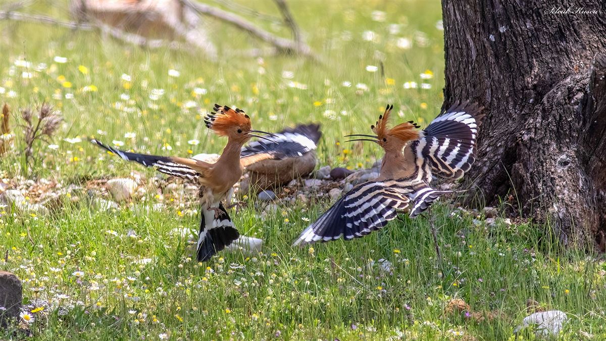 Common Hoopoe
