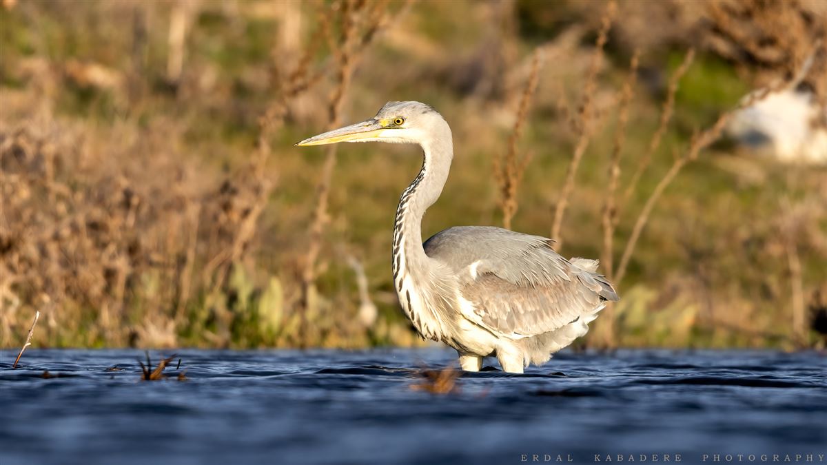 Grey Heron