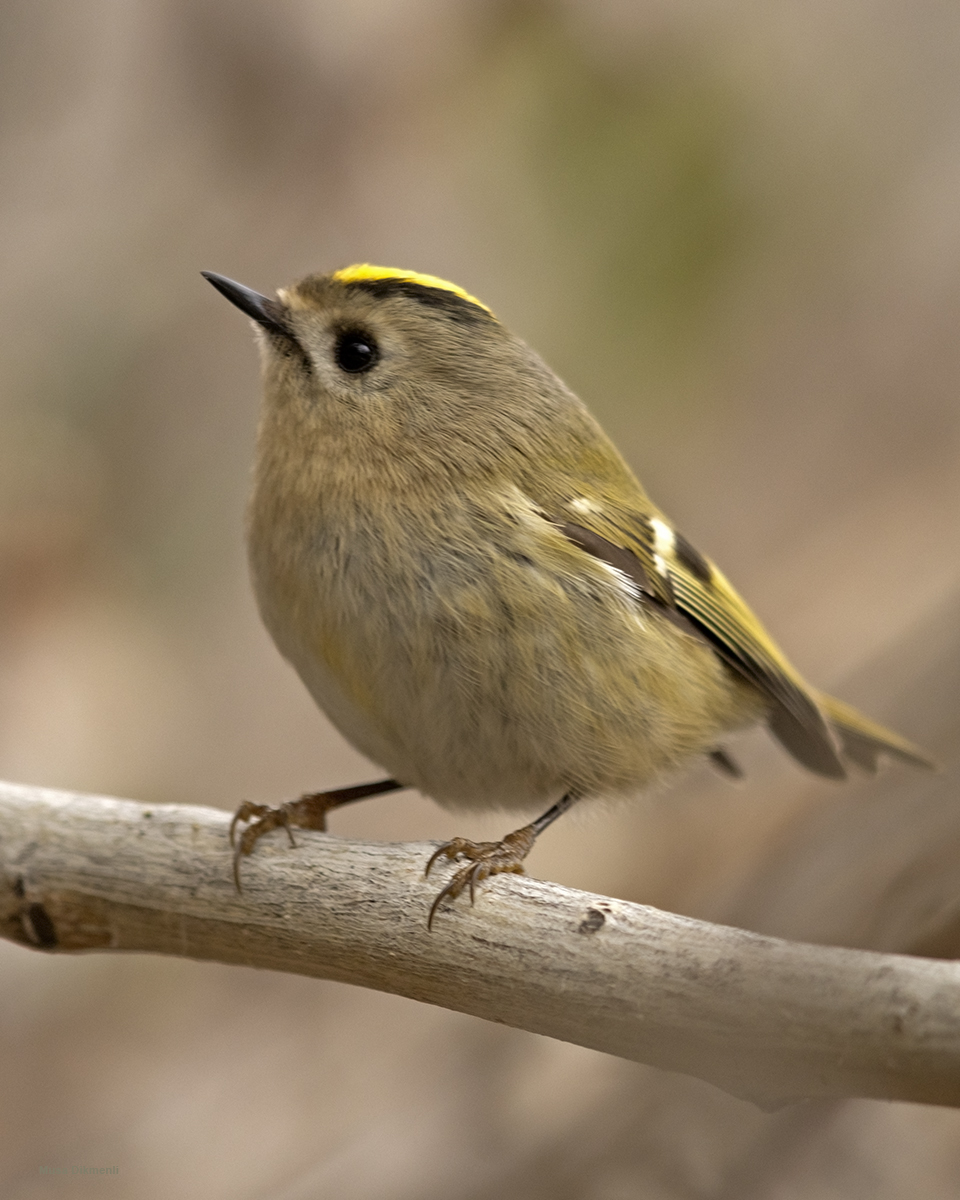 Goldcrest