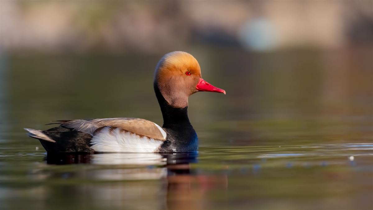 Red-crested Pochard